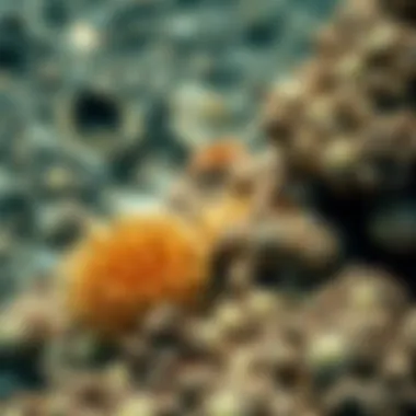 Close-up of marine biodiversity around Ramhan Island