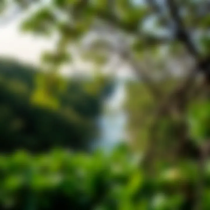 Vibrant Mangrove Landscape at شاطئ القرم Stunning view of the mangroves at شاطئ القرم with vibrant green foliage