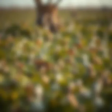 Wildlife Diversity at شاطئ القرم A diverse array of wildlife thriving in the coastal ecosystem of شاطئ القرم